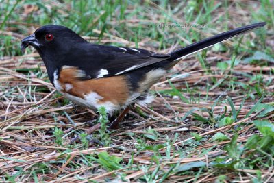 Eastern Towhee