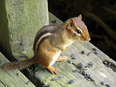 Chipmunk