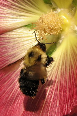 Bee on Hollyhock