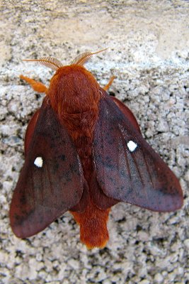 Spiny Oakworm Moth