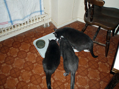  Three Amigos having dinner