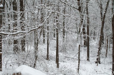 Snowy Woods