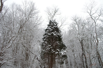 Frozen Trees