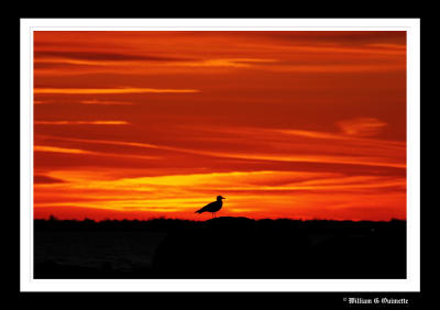 Sunset Gull