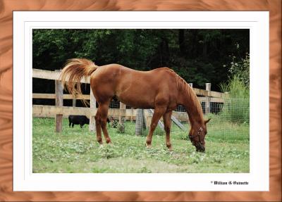 Romeo the Horsie