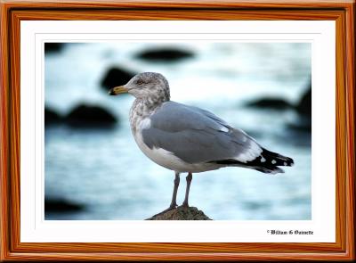 Stonington Gull