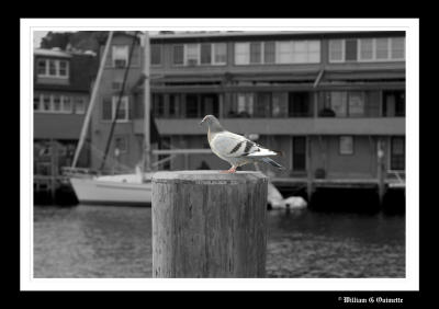 Pretty Bird