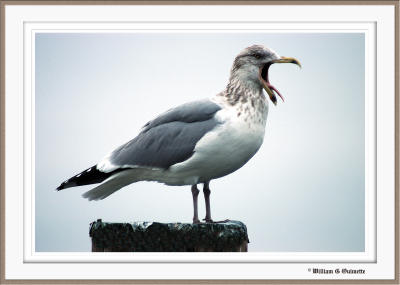 Screaming Gull