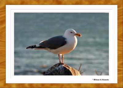 Weekapaug Gull