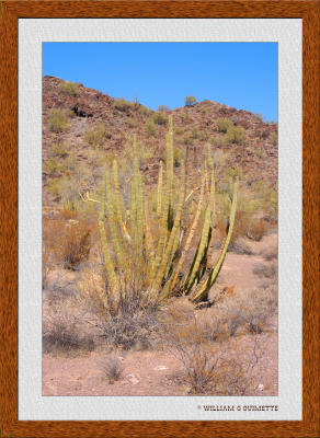 Organ Pipe at Ajo