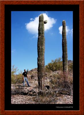 Giant Saguaros