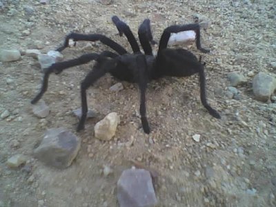 Tarantula!