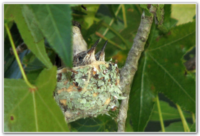 Hummer-mom-on-nest-w-chicks.jpg