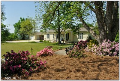 Azaleas In April 2010
