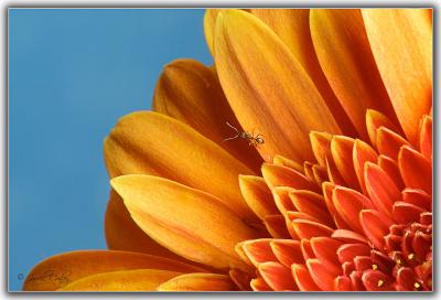 g3/90/4990/3/52754599.Antworld.jpg