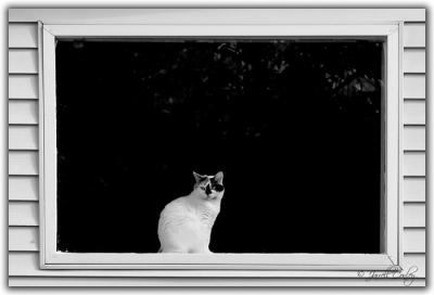 g3/90/4990/3/54253743.catinwindow.jpg