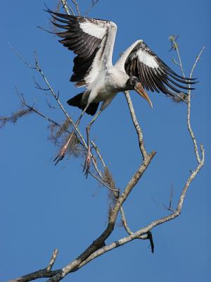 waubergstork.jpg