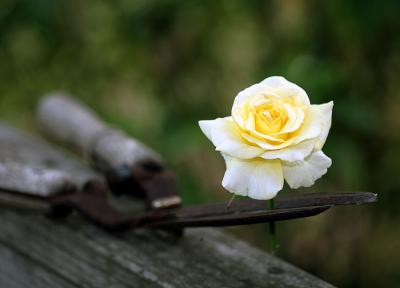 rosecut.jpg