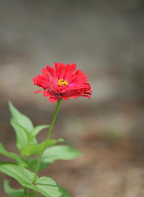 flowerf2.jpg
