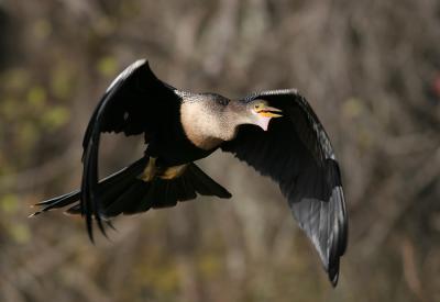 anhinga1.jpg