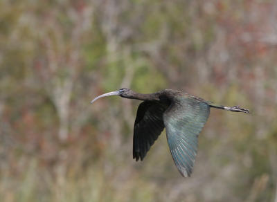 ibisbefore.jpg