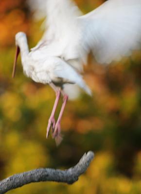 ibisblur.jpg