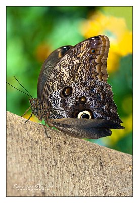 Papillon-chouette