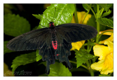 Papillons en libert 2010