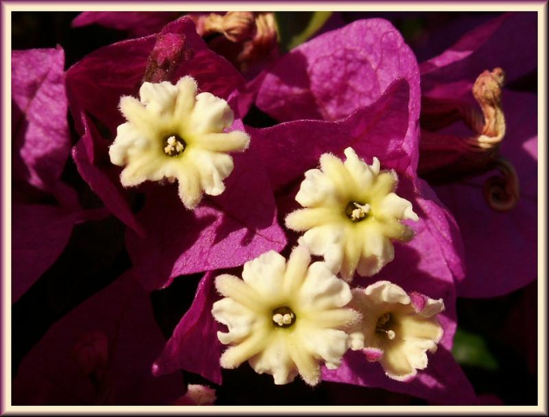 Tiny Beauties