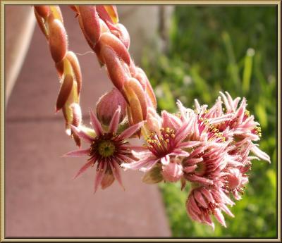 Beauty in Terracotta