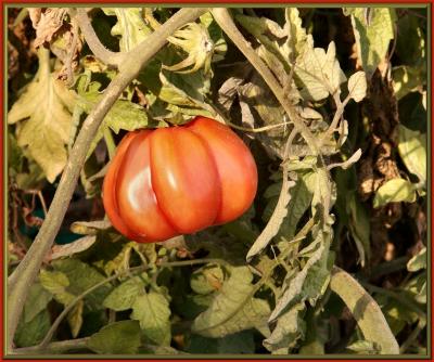 Heirloom Beauty