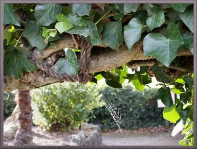Ivy Arch