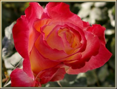 Illuminated Rose