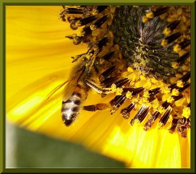 Busy Bee