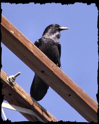 The Crow a.k.a. Don Matus