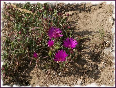 Bright Ocean Flowers