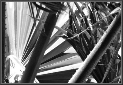 Windy Palms