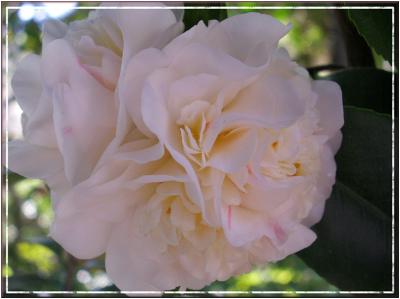 Azalea Tree Blooms