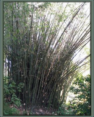 Bamboo Canopy