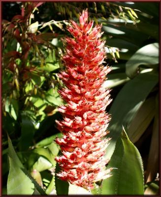 Bromeliad Bloom