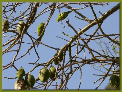 Happy Residents Floss Silk Tree