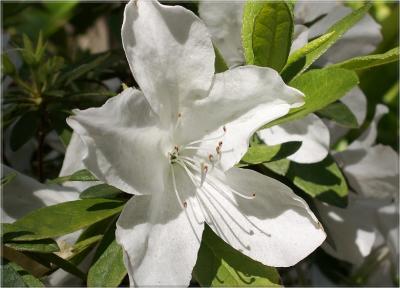 Shimmery Azalea