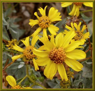 Brittlebush