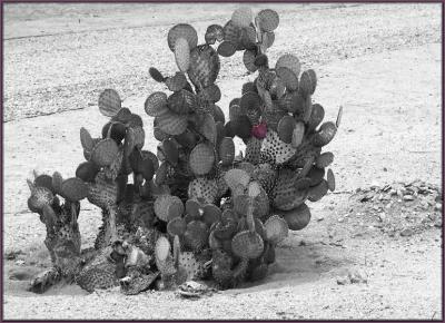 Pricklypear Cactus
