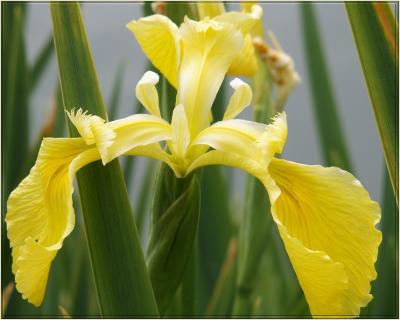 Bursting Yellow