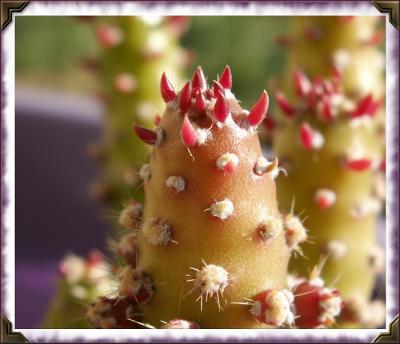 Cacti Textures