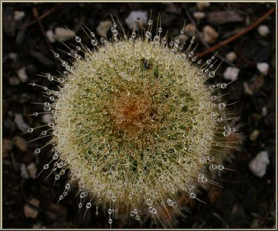 Cactus Sun Droplets