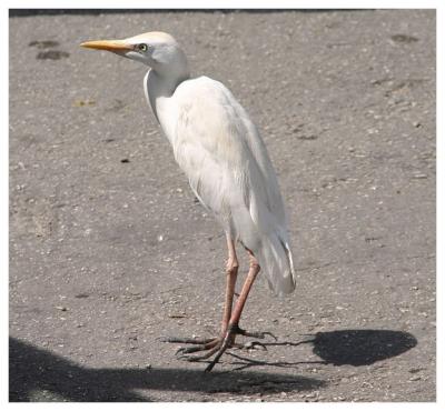 Bridgetown Egret
