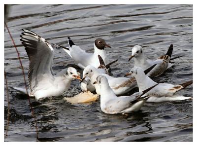 Gulls_G.jpg