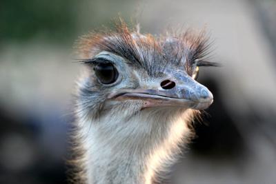 Ostrich